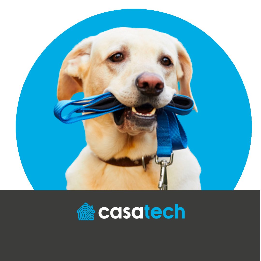 Cães